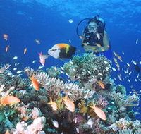 Drop Zone Dive Site - Accommodation Batemans Bay
