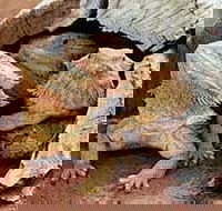 Alice Springs Reptile Centre - Accommodation Batemans Bay