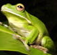 The Rainforest Habitat - Accommodation Batemans Bay