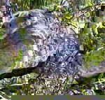 Koala Conservation Centre