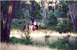 High Country Horses - Accommodation Batemans Bay 1
