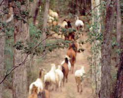 High Country Horses - Accommodation Batemans Bay 2