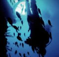 Scuba World - Accommodation Batemans Bay