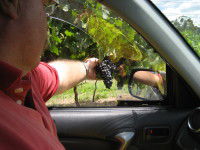 Mount Tamborine Winery & Homestead - Accommodation Batemans Bay 1