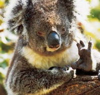 Gorge Wildlife Park - Accommodation Batemans Bay