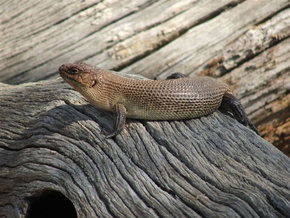 Kyabram Fauna Park - Accommodation Batemans Bay 2