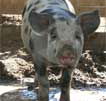 Wagga Wagga Zoo - Accommodation Batemans Bay