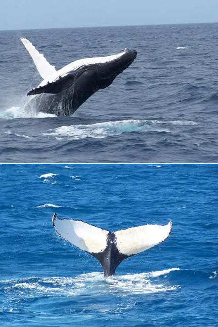 Mills Charters Fishing And Whale Watch Cruises - Accommodation Batemans Bay 3
