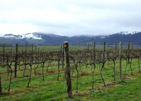 Kinloch Wines - Accommodation Batemans Bay