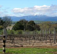 Buller View Wines - Accommodation Batemans Bay