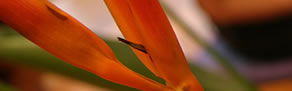 Zen Day Spa - Accommodation Batemans Bay 0