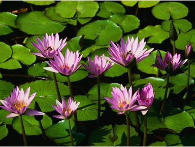 Zen Day Spa - Accommodation Batemans Bay 2