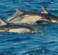 Dolphin Swim Australia - Accommodation Batemans Bay
