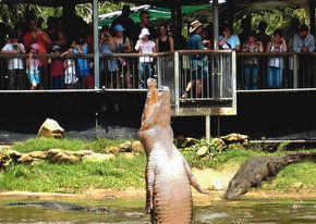 Crocodylus Park - Accommodation Batemans Bay 2
