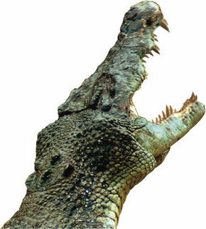 Crocodylus Park - Accommodation Batemans Bay 3