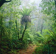 Lamington National Park and OReillys - Accommodation Batemans Bay