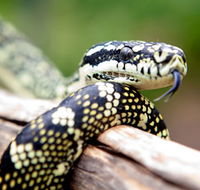 Reptile Encounters - Accommodation Batemans Bay