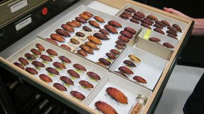 Western Australian Museum - Accommodation Batemans Bay 1