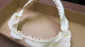 Western Australian Museum - Accommodation Batemans Bay 2