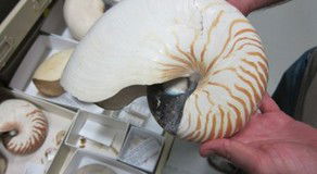 Western Australian Museum - Accommodation Batemans Bay 3