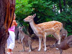 Birdland Animal Park - Accommodation Batemans Bay 4
