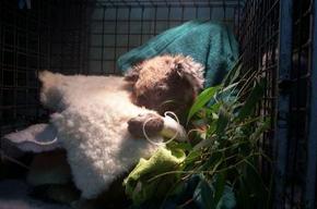 Jirrahlinga Koala & Wildlife Sanctuary - Accommodation Batemans Bay 3