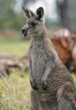 Jirrahlinga Koala & Wildlife Sanctuary - Accommodation Batemans Bay 4