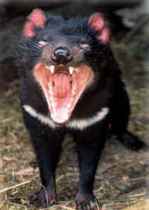 Zoo Doo Wildlife Park - Accommodation Batemans Bay 4