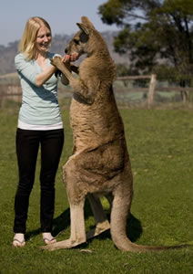 Zoo Doo Wildlife Park - Accommodation Batemans Bay 5