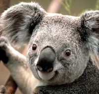 Potoroo Palace - Accommodation Batemans Bay