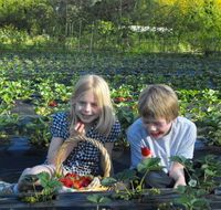 Blue Hills Berries  Cherries - Accommodation Batemans Bay