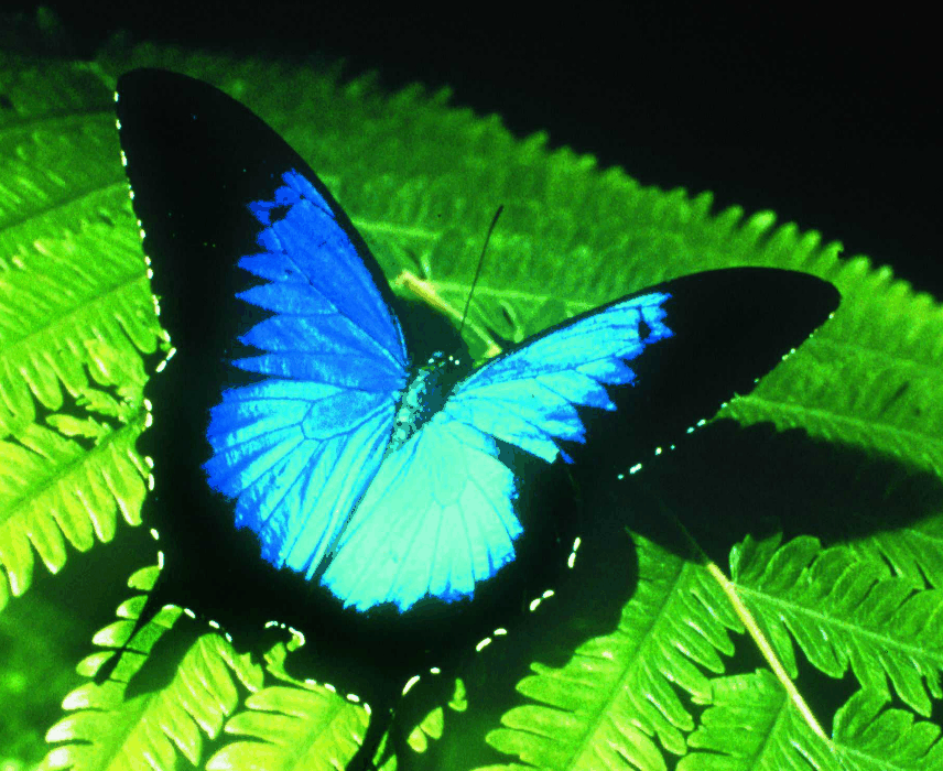 Australian Butterfly Sanctuary - Accommodation Batemans Bay