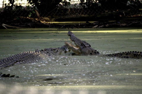 Billabong Sanctuary - Accommodation Batemans Bay 3