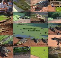 The Malcolm Douglas Crocodile Park - Accommodation Batemans Bay