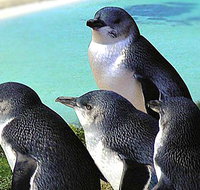 Rockingham Wild Encounters - Accommodation Batemans Bay