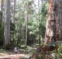 Warren River Loop Walk - Accommodation Batemans Bay