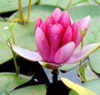 The Lotus Day Spa and Retreat - Accommodation Batemans Bay