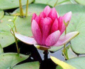 The Lotus Day Spa And Retreat - Accommodation Batemans Bay 0