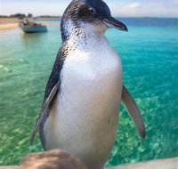 Penguin Island - Accommodation Batemans Bay