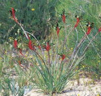 Kalbarri Wildflower Centre - Accommodation Batemans Bay