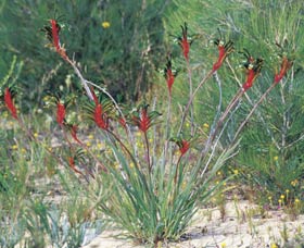 Kalbarri Wildflower Centre - Accommodation Batemans Bay 0