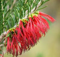 Ethel Daw Scenic Drive - Accommodation Batemans Bay