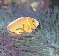 Rowley Shoals - Accommodation Batemans Bay