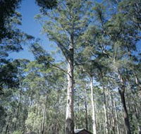 Diamond Tree Lookout Manjimup - Accommodation Batemans Bay
