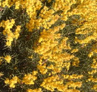Dalwallinu Remnant Bushland - Accommodation Batemans Bay