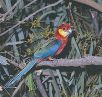 King River - Accommodation Batemans Bay