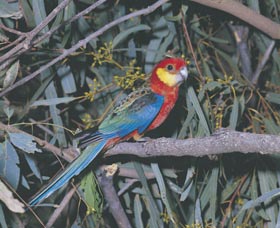 King River - Accommodation Batemans Bay 0