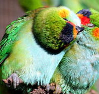 Rainbow Jungle - The Australian Parrot Breeding Centre - Accommodation Batemans Bay