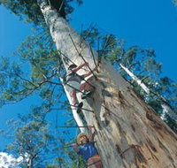 Dave Evans Bicentennial Tree - Accommodation Batemans Bay