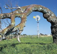 Greenough Leaning Trees - Accommodation Batemans Bay